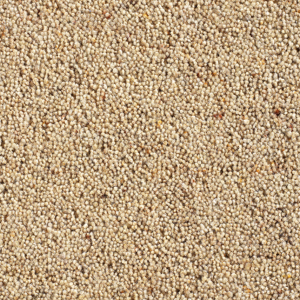 Cavalier Country Collection Custard Cream