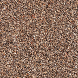 Cavalier Country Collection Toast